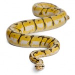 Female Killerbee Royal python, ball python, Python regius